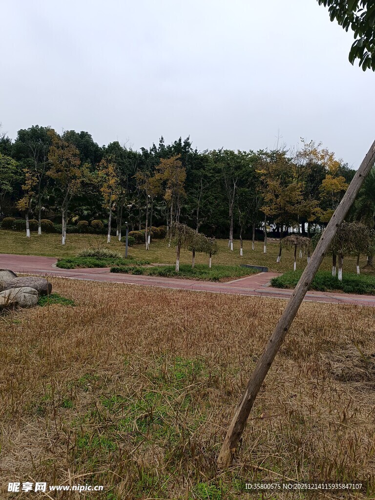 秋日公园草地与树木景观