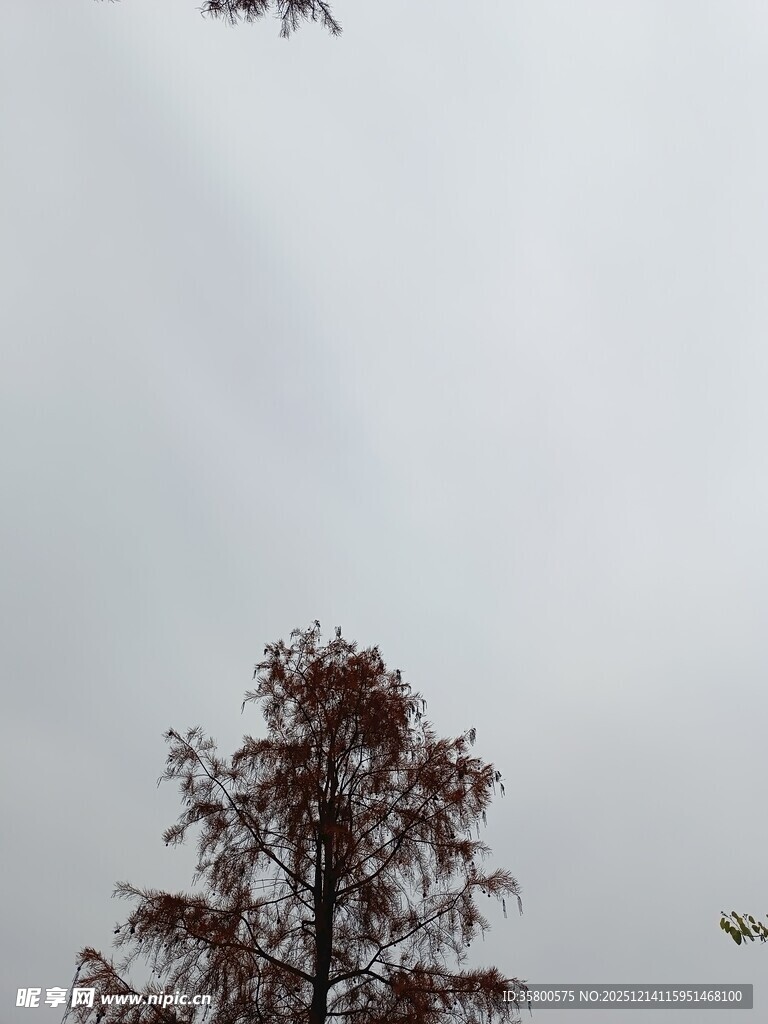 飞鸟掠过红叶树木