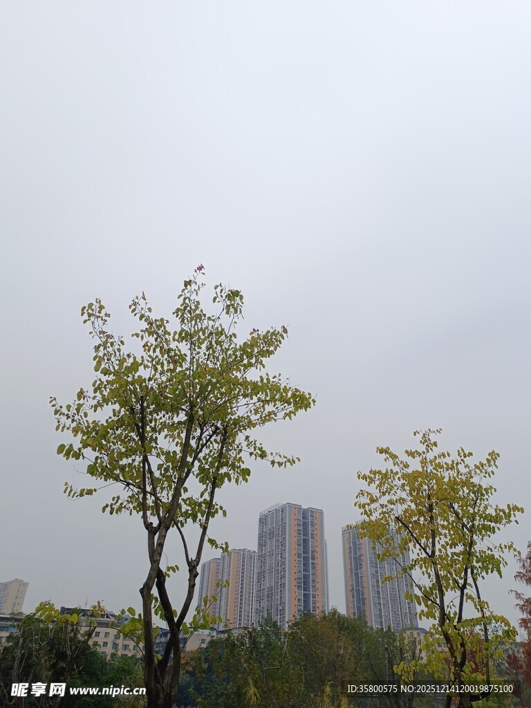 城市中树木与高楼景观