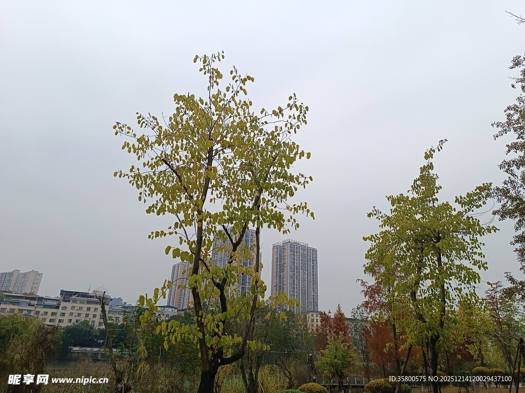 秋日城市中的树木景观