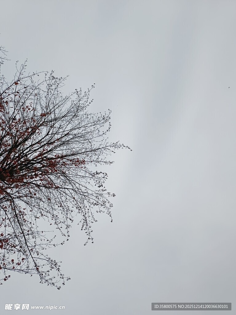 冬日枯树仰视图