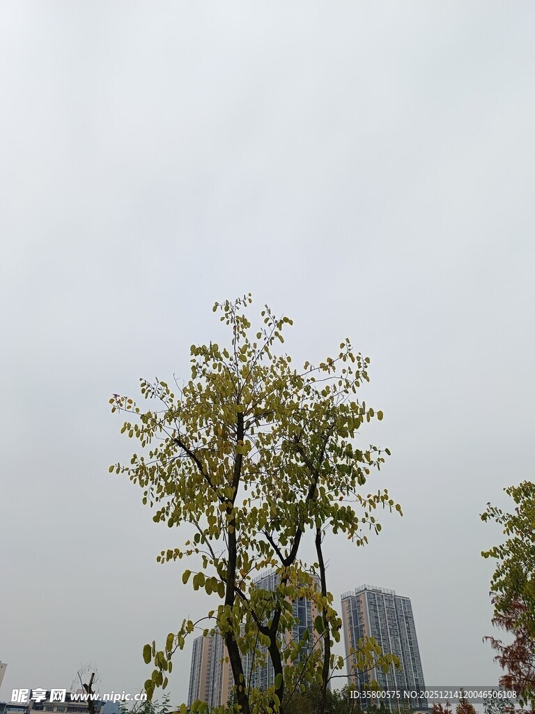 城市中挺立的绿树