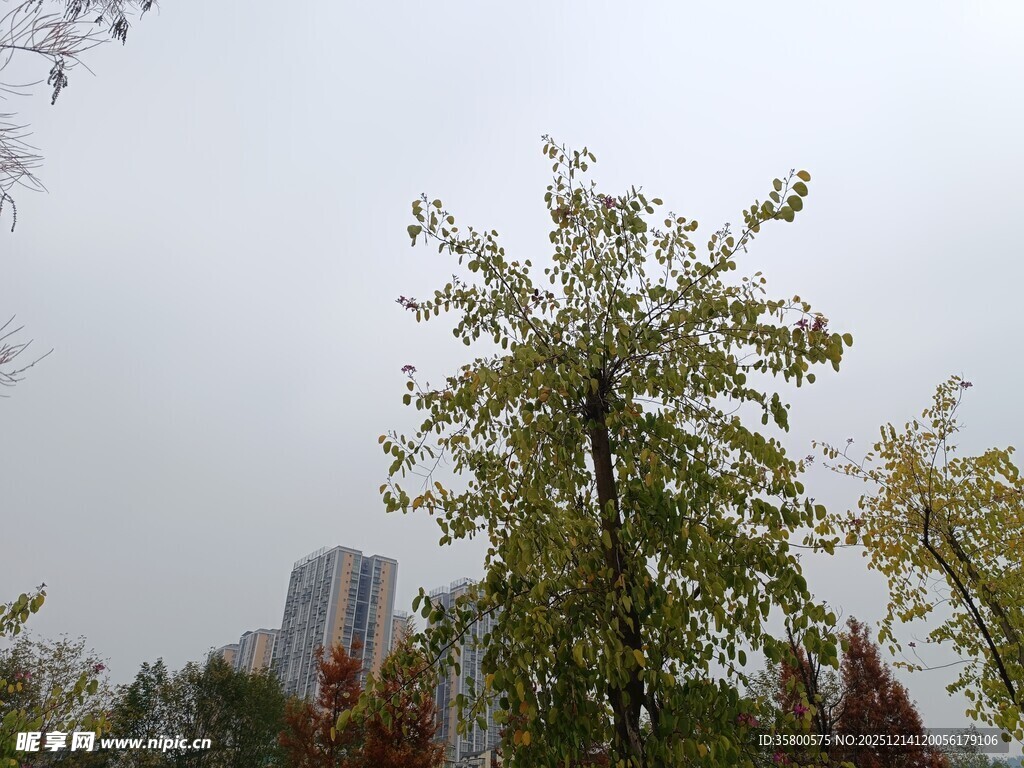 秋日城市中的绿树高楼