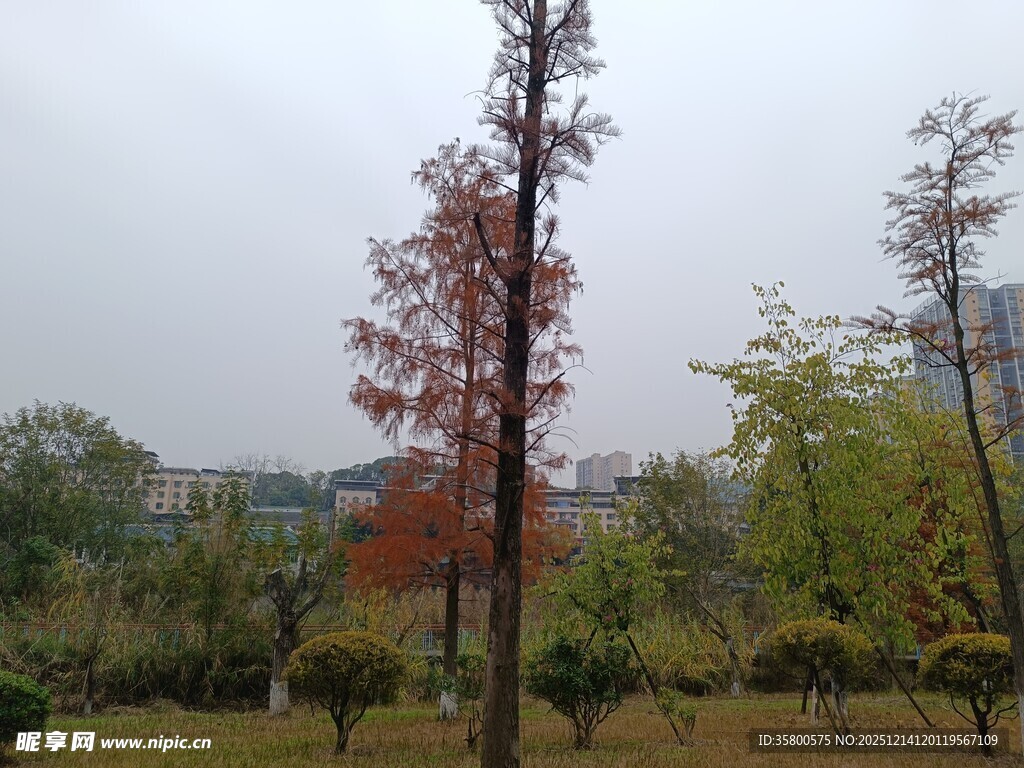 秋日公园树木景致