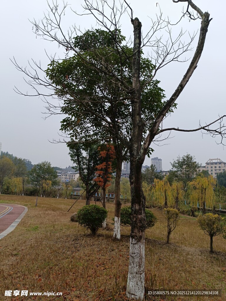 秋日公园中的独特树木景观