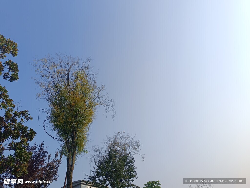 蓝天之下的挺拔绿植