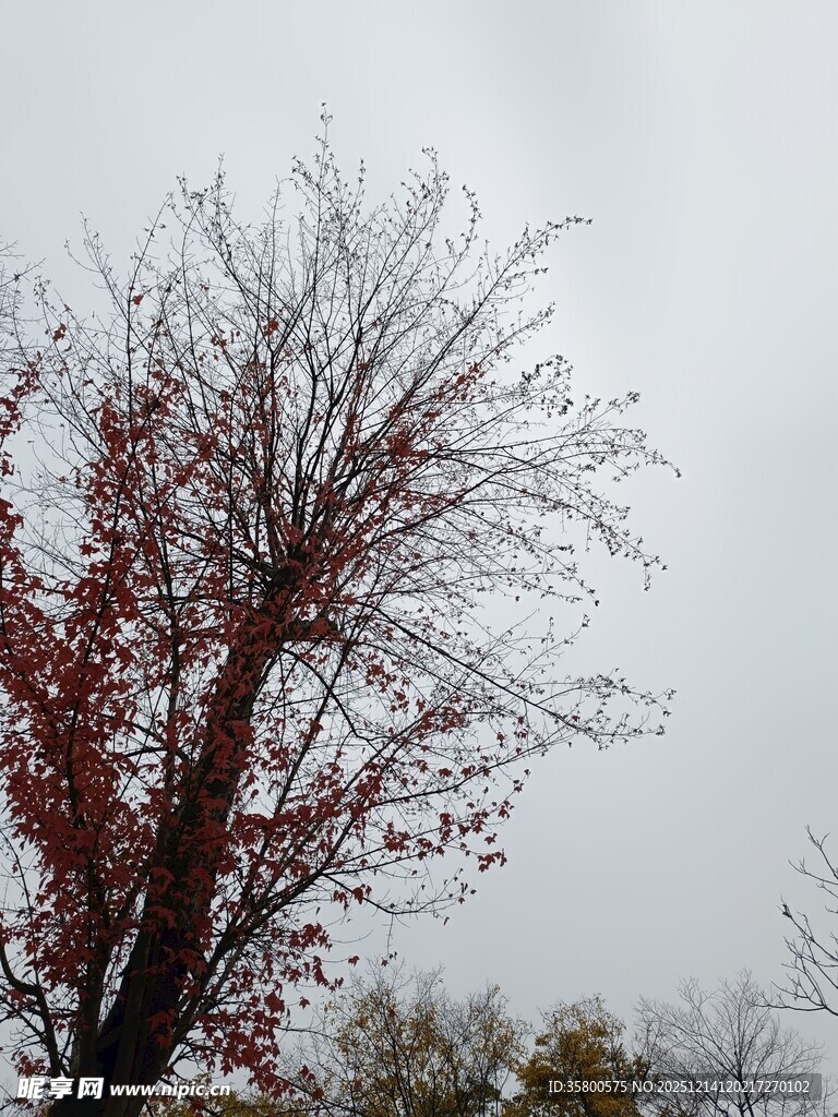 秋日秃枝红叶景象