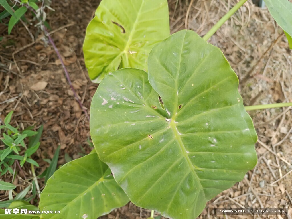 大叶片的绿色植物