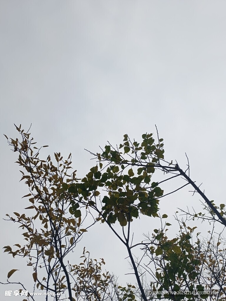 树梢之上的天空景象