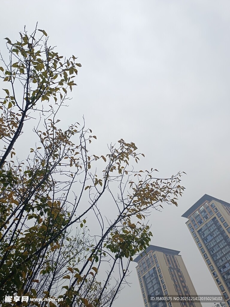 城市中的树木与高楼