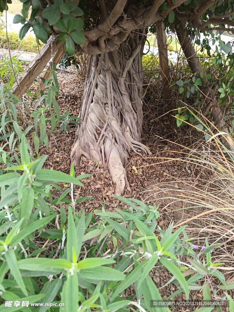 盘根错节的老树根部景象