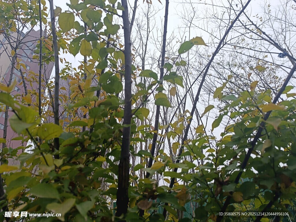 秋日树林中的繁茂枝叶