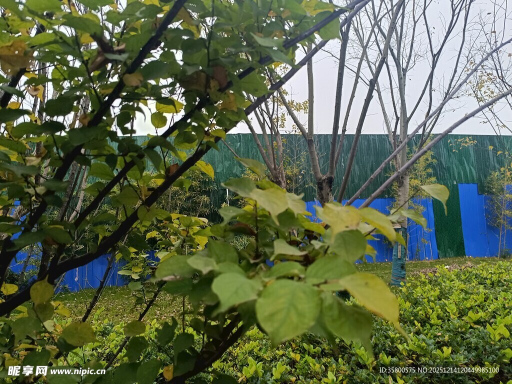 绿叶繁茂的户外景致