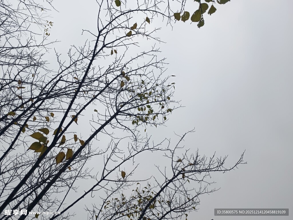 枯枝映灰白天空