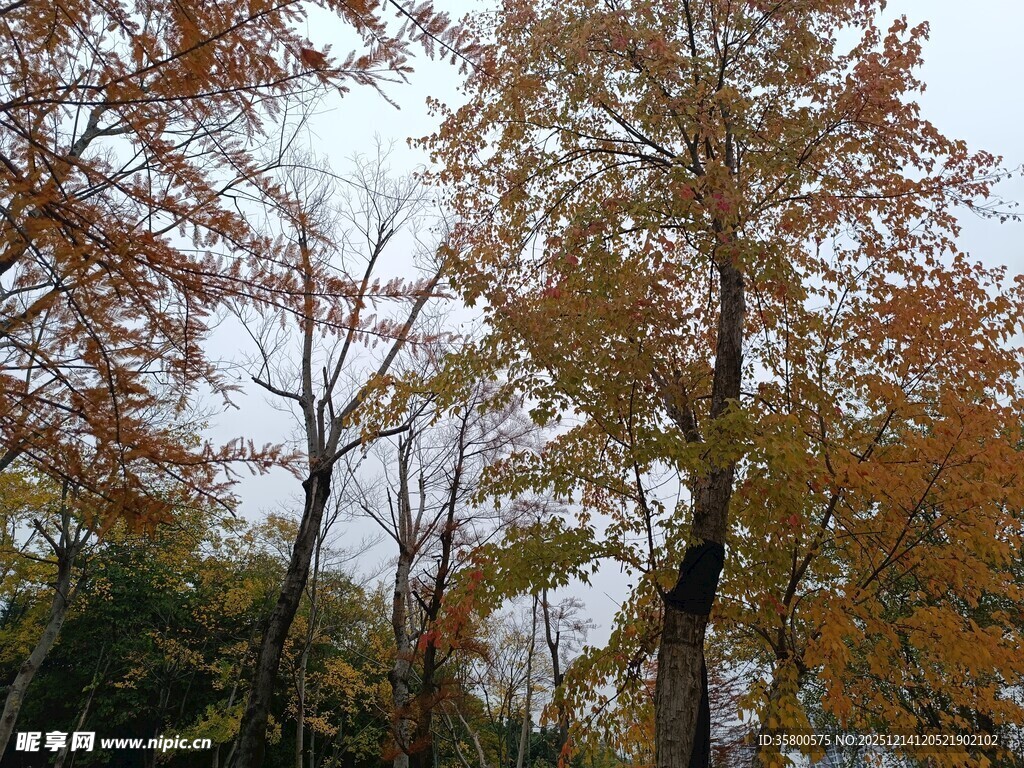 秋日斑斓树林美景