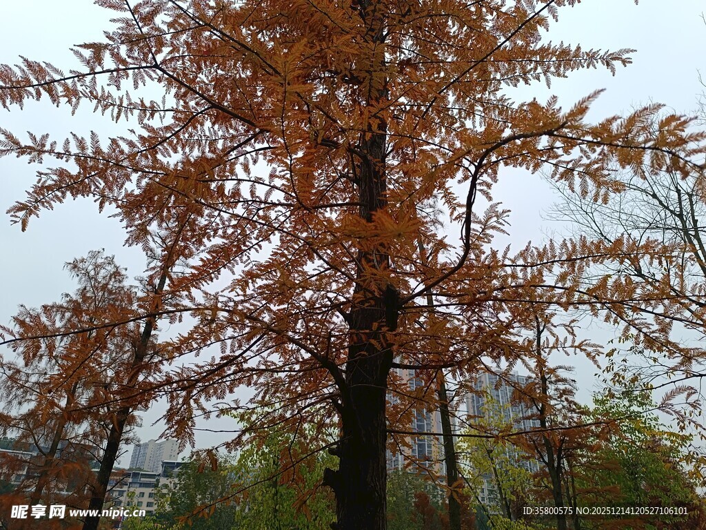 秋日金黄树叶的挺拔树木