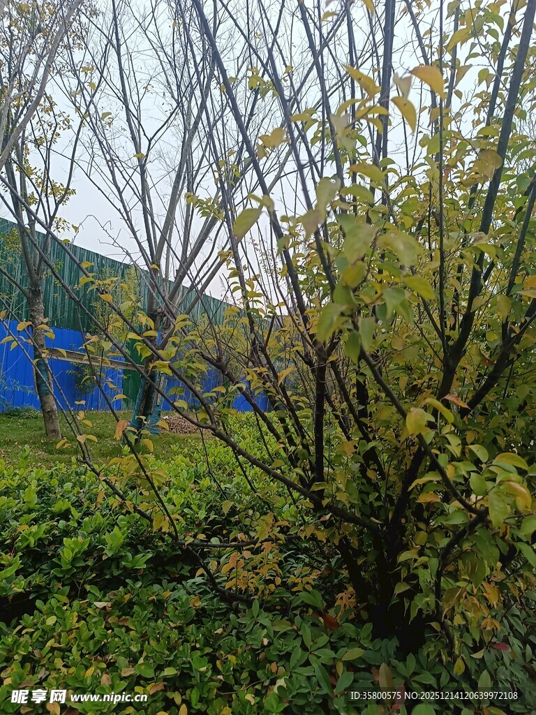 户外繁茂绿植与树木景观