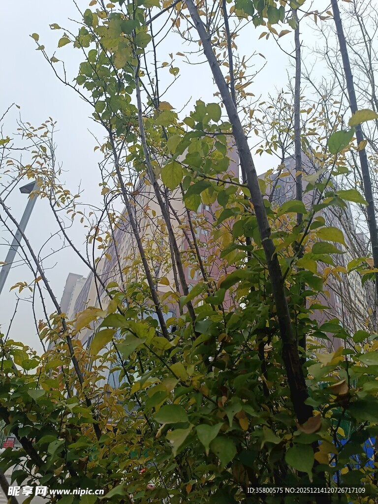 秋日城市中繁茂的绿树