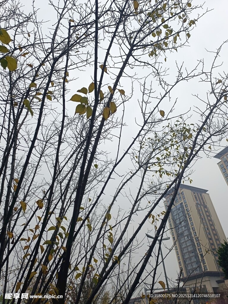 冬日枯树旁的高楼景象