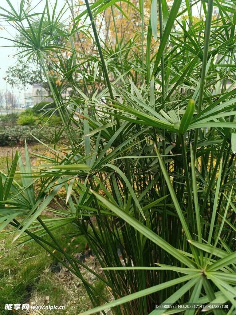 翠绿蒲葵植物景观