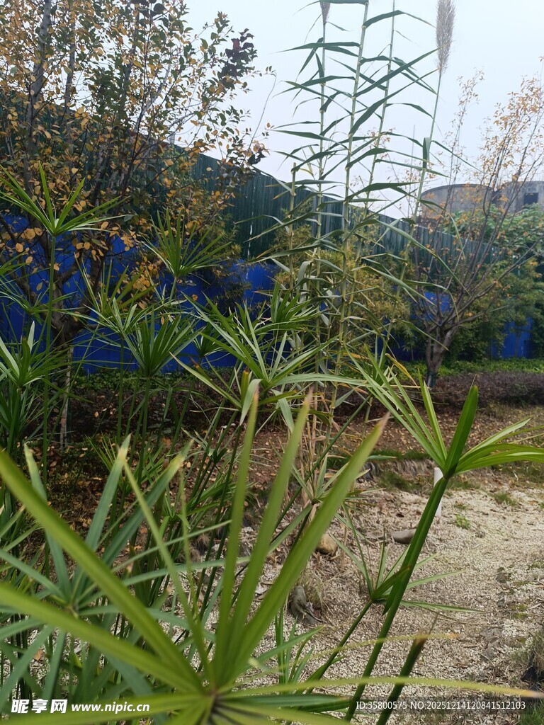 户外繁茂绿植景观