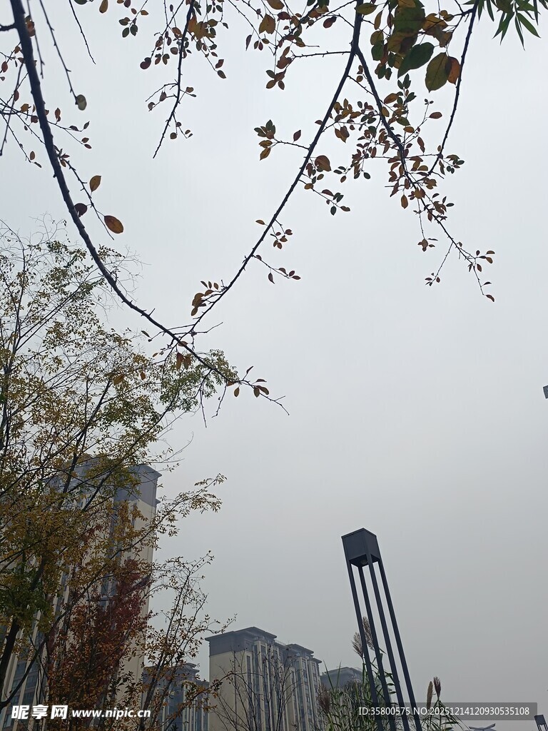 城市中树木与建筑景观