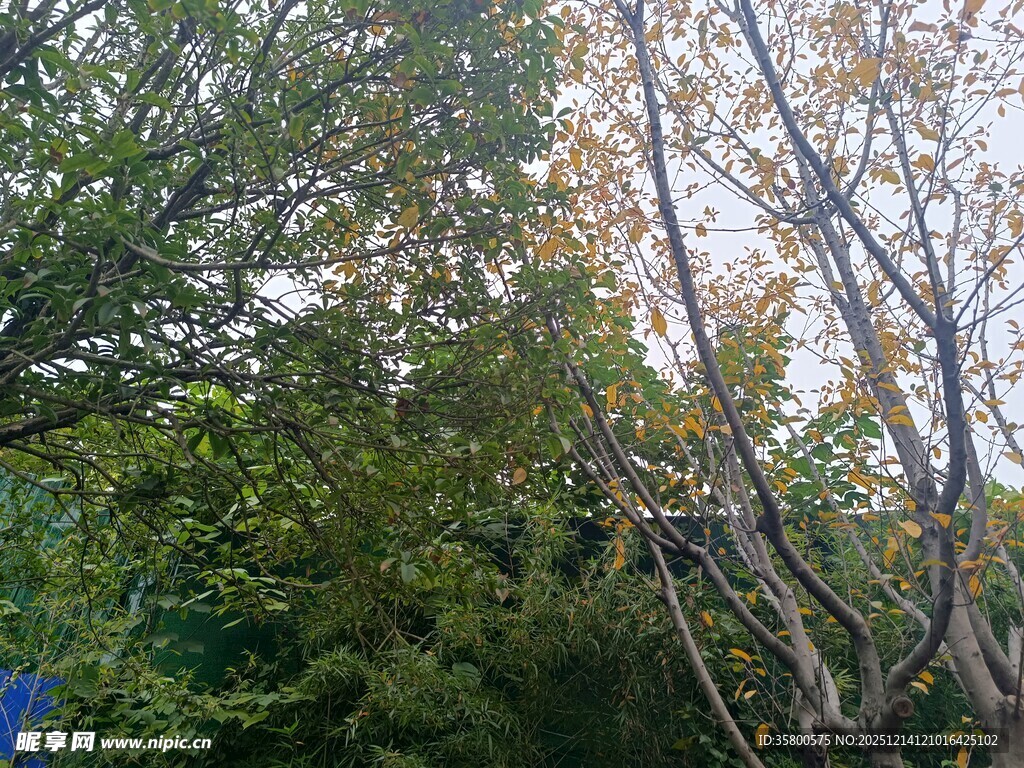 林间繁茂树木景观