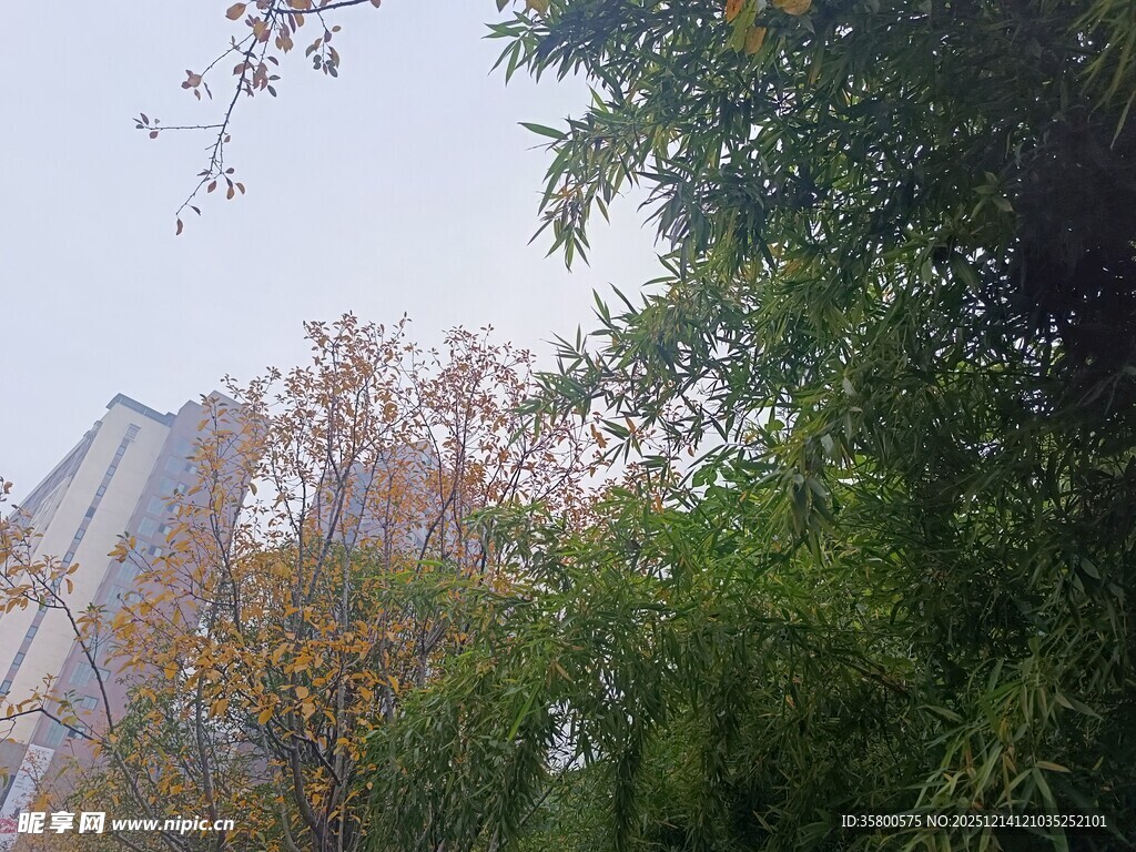 秋日林间高楼景致