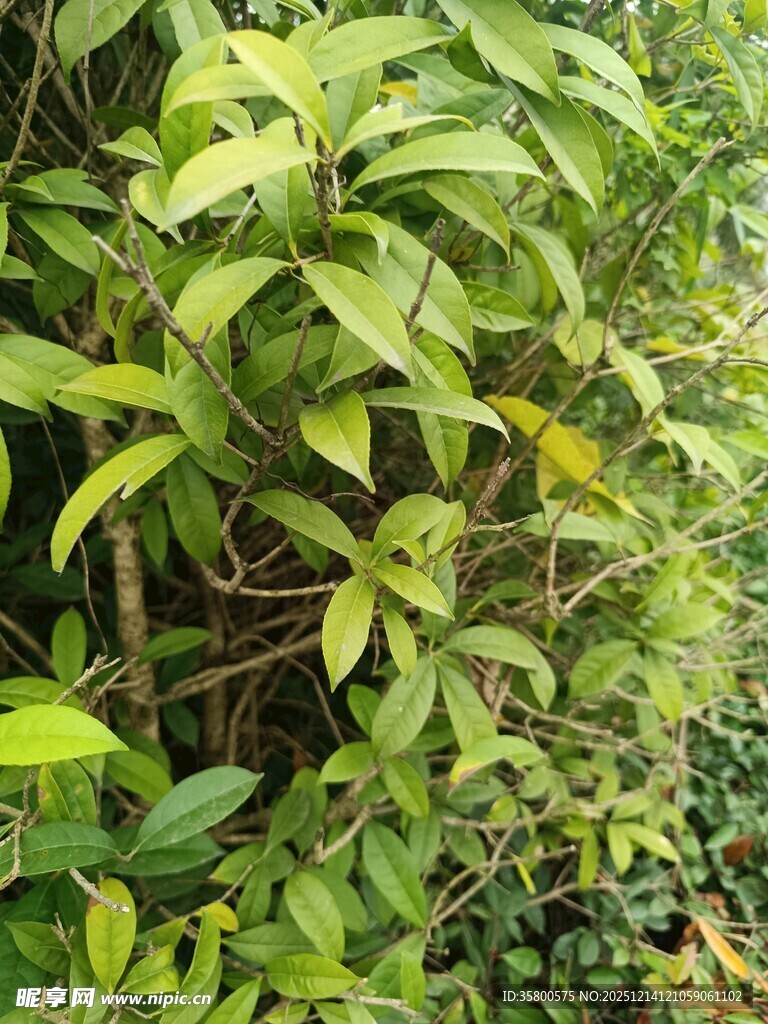 翠绿繁茂的攀缘植物