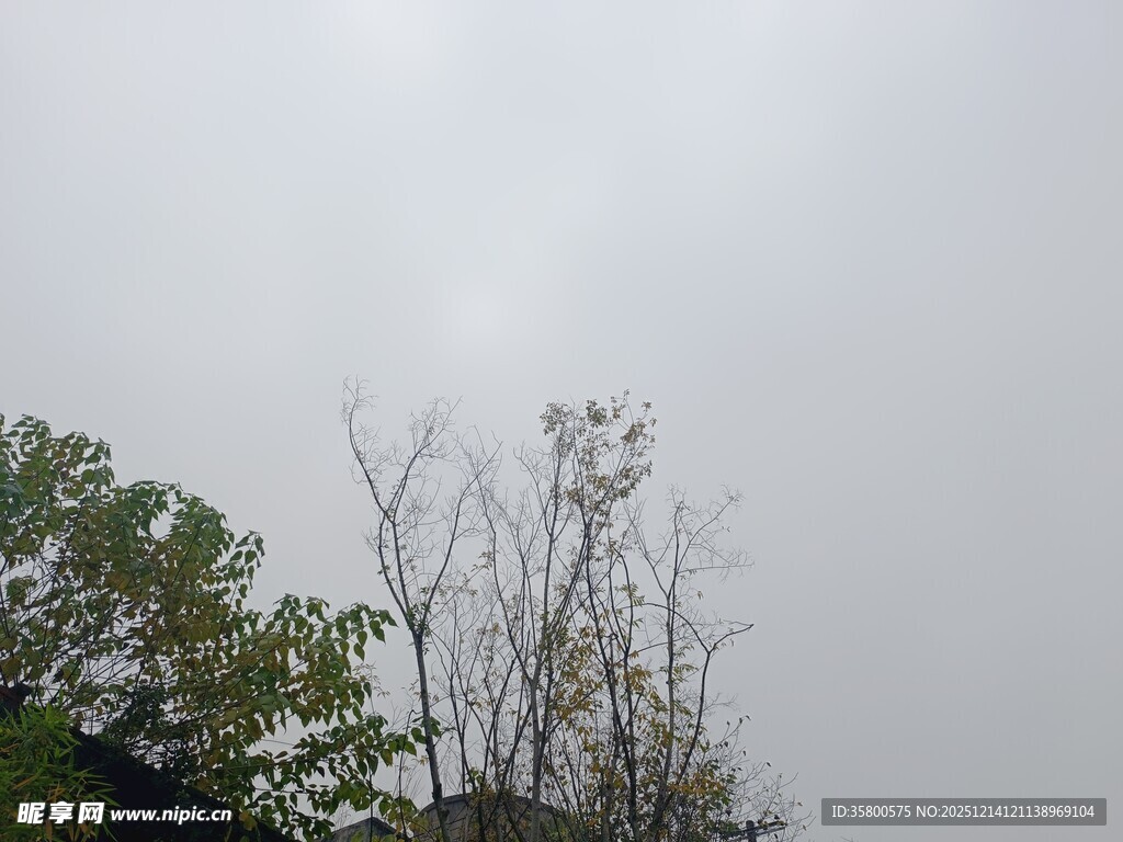 阴天中的树木景象