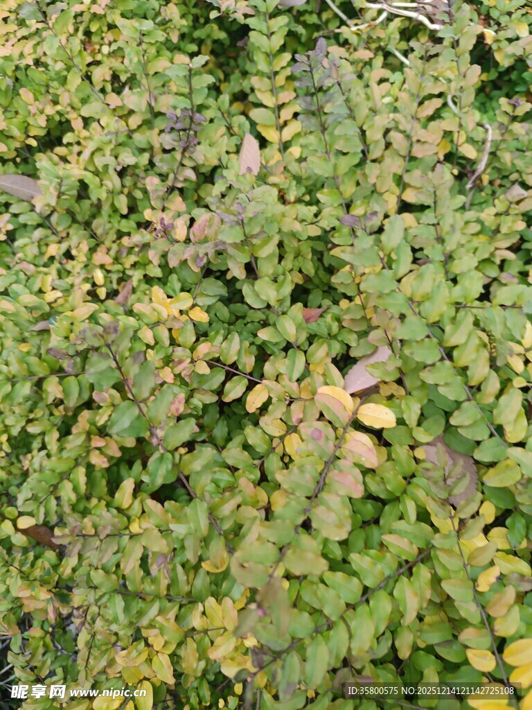 翠绿繁茂的植物景观