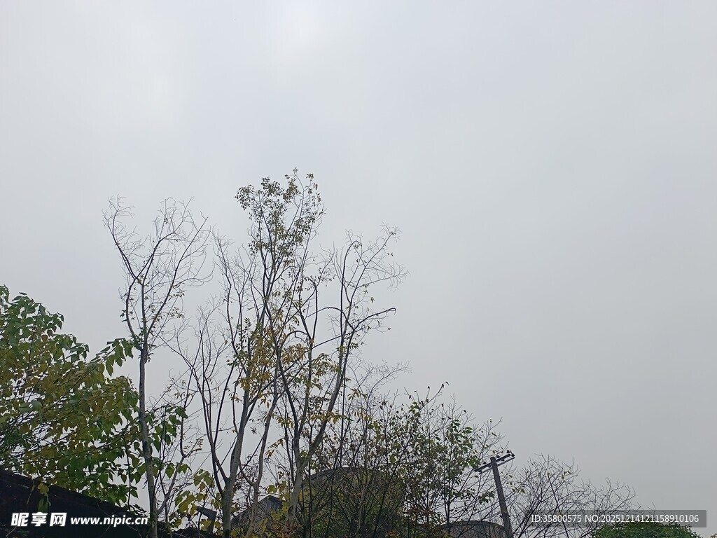 阴天中的光秃树木