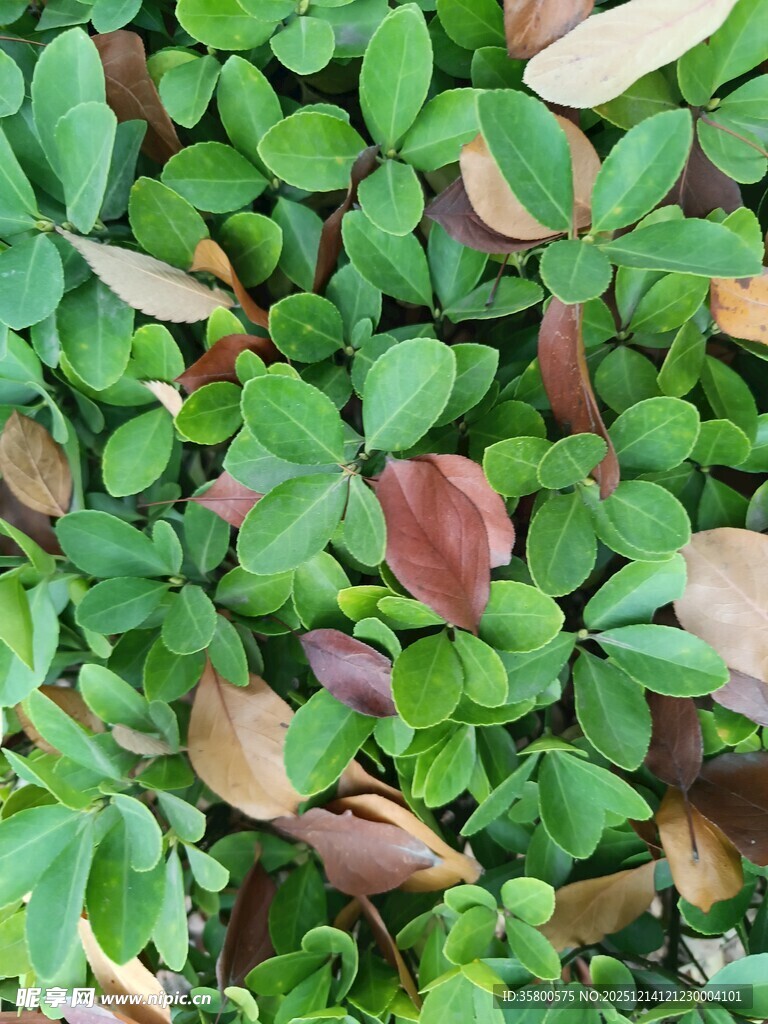 翠绿与褐红交织的三叶草