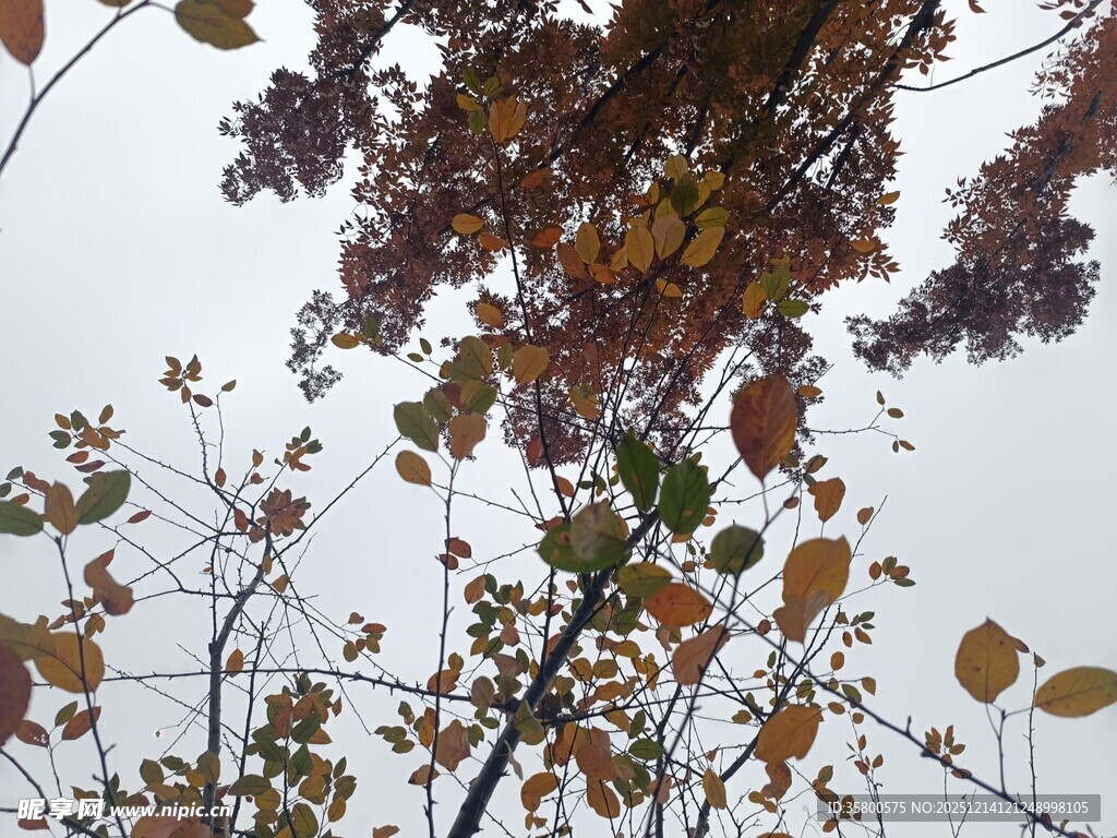 秋日枝头斑斓树叶