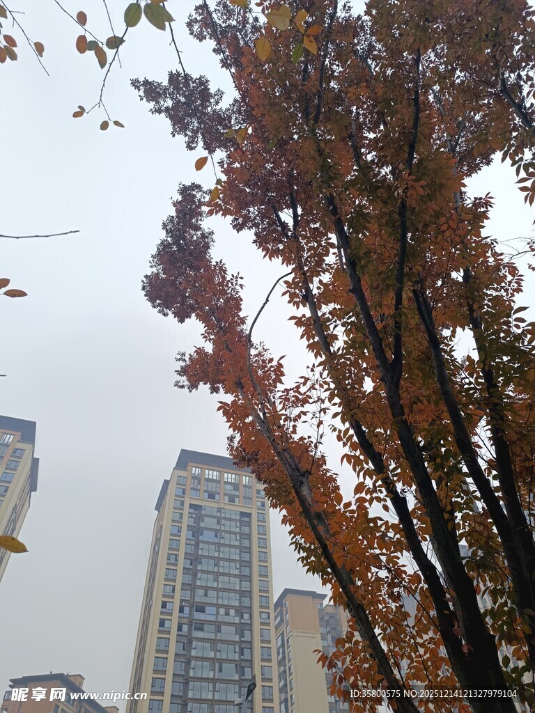 秋日城市中斑斓树叶景观