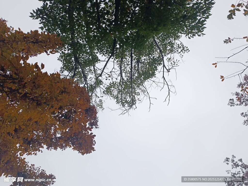 仰观秋日树梢景色