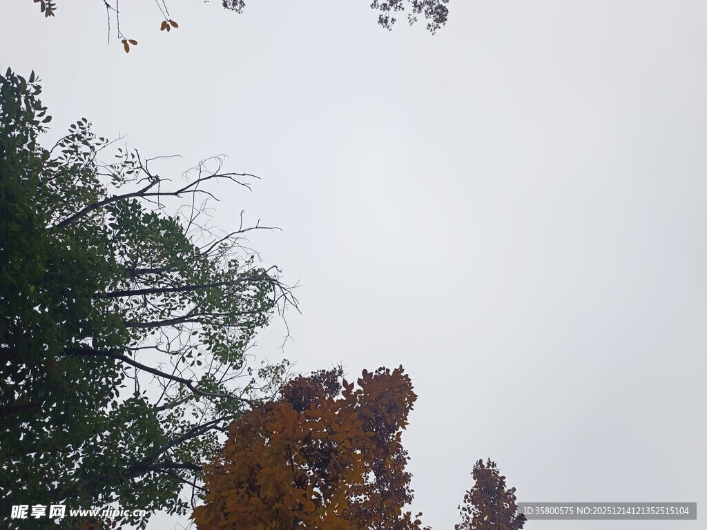 树梢上的天空与多彩树叶