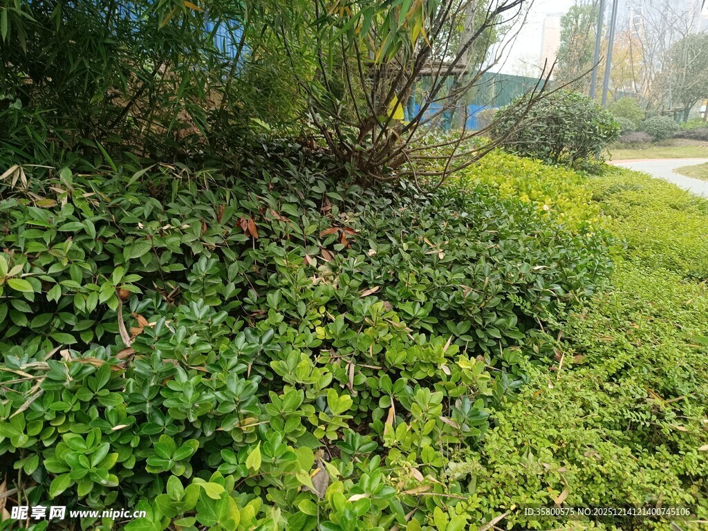 绿意盎然的户外植物景观