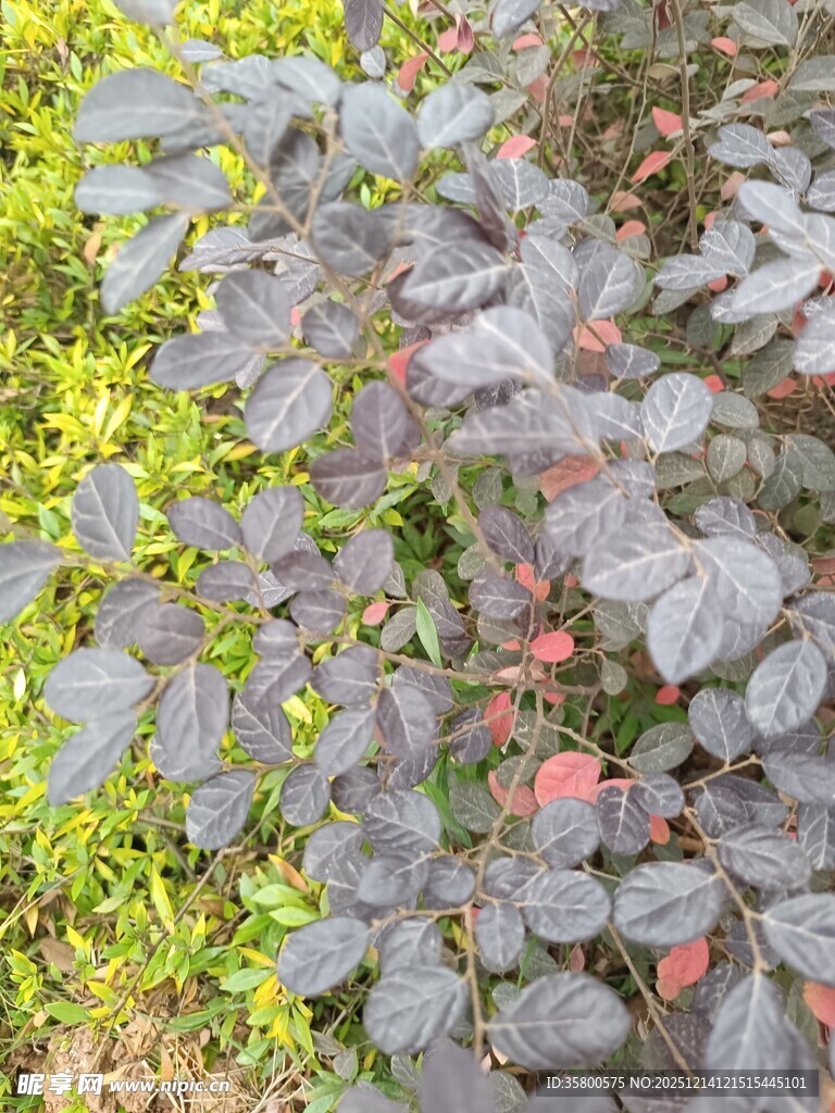 紫叶植物与绿植共生景象