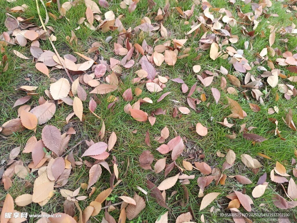 地面上的多彩落叶