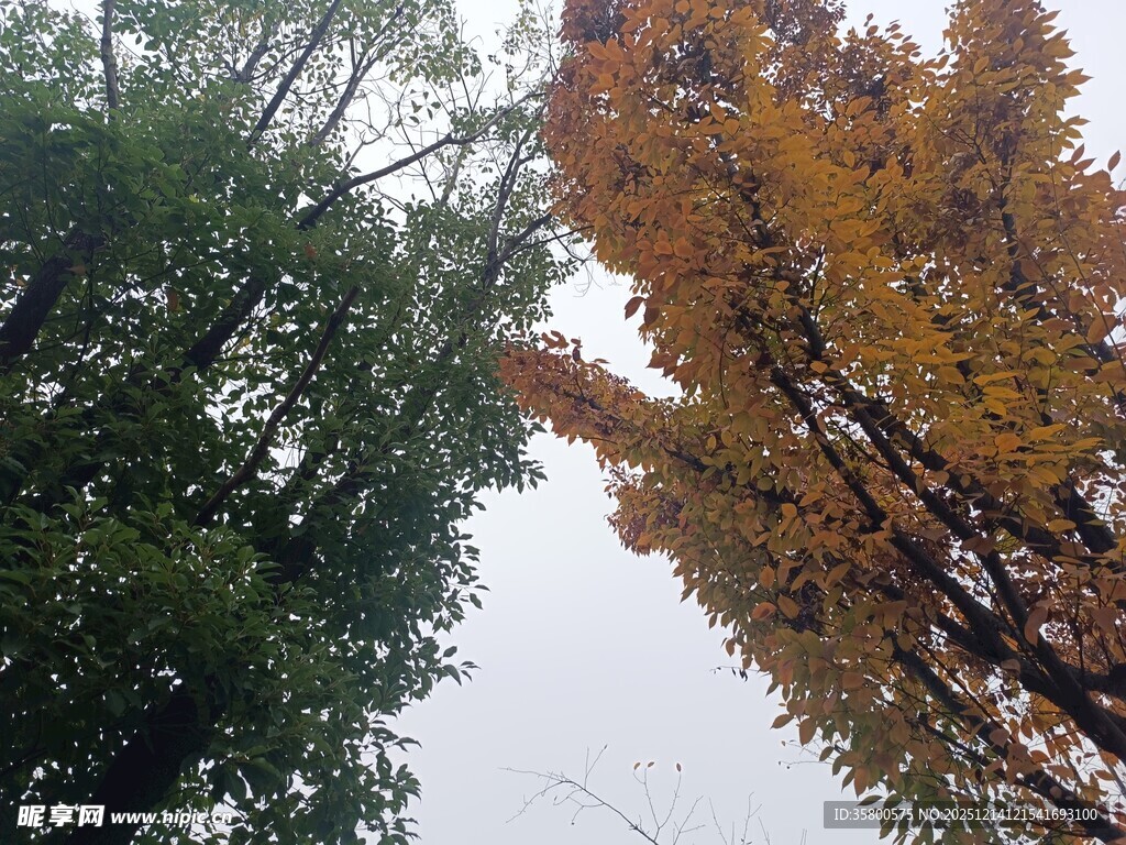 秋日银杏与绿树相映