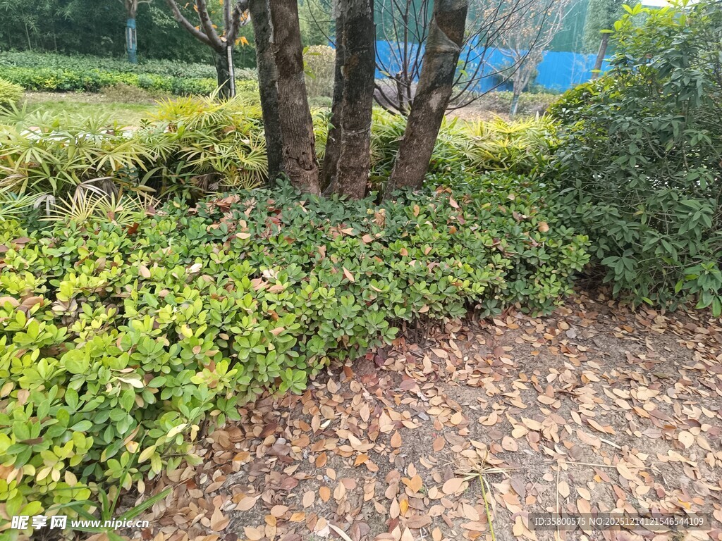 园林绿植景观一角