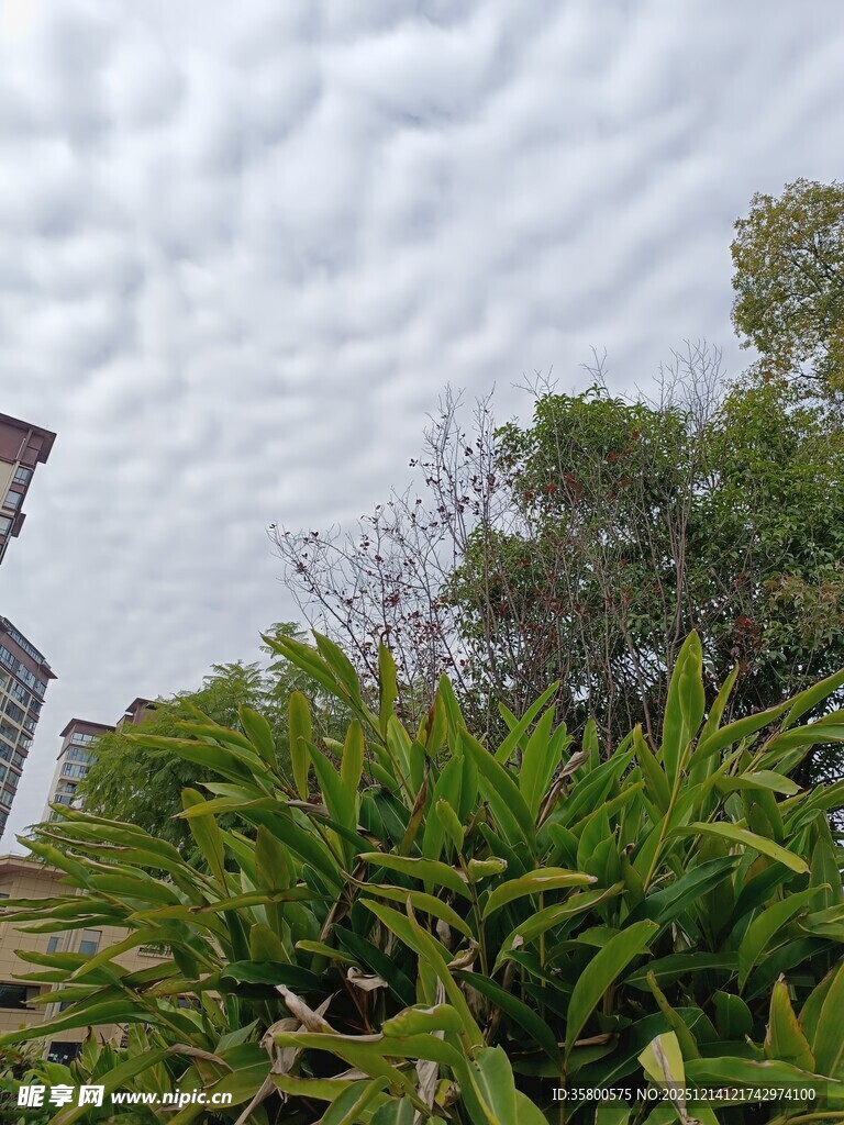 绿植环绕中的建筑一角