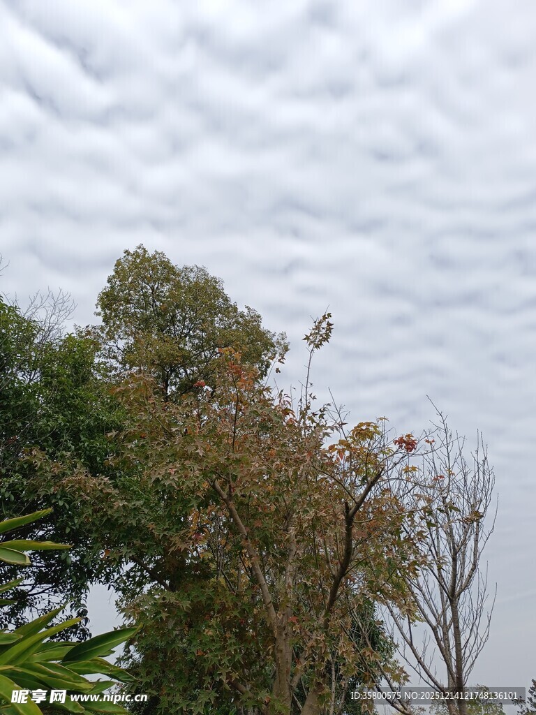 天空下的树木景观