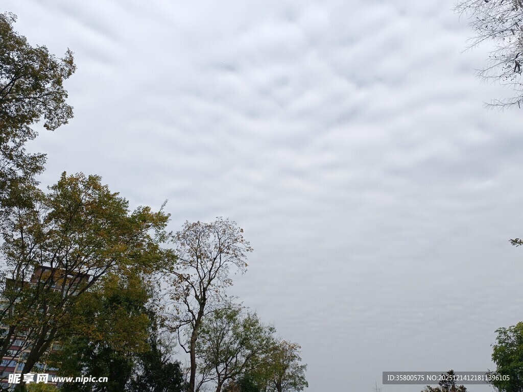 阴天树林上空景象