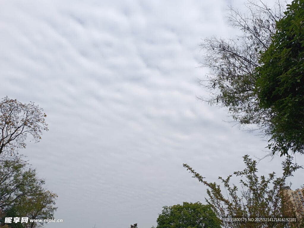 天空下的树木与云层