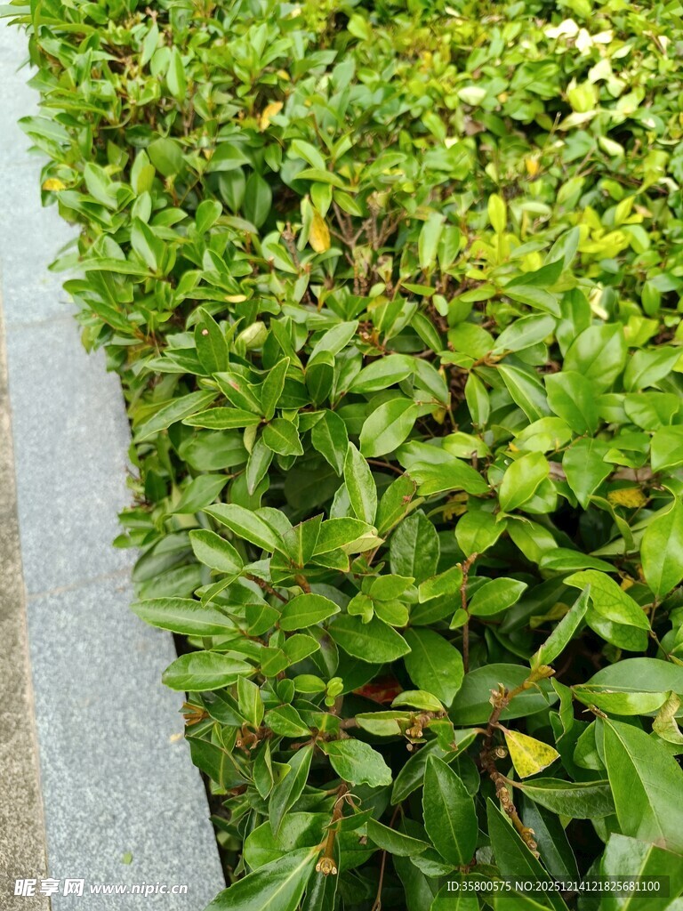 路边翠绿繁茂的灌木丛