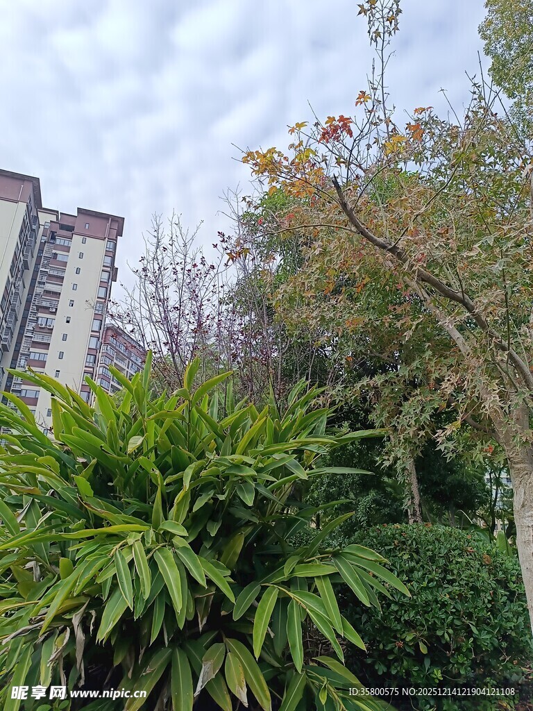 城市中的绿植景观