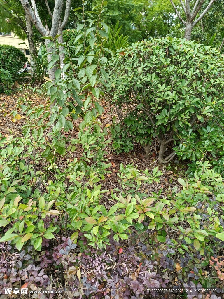 绿意盎然的自然植物景观