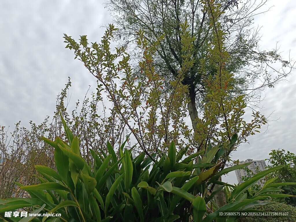 野外繁茂绿植景观